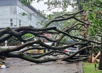 Pohon Trembesi 20 Meter Tumbang Timpa Dua Mobil di Padalarang