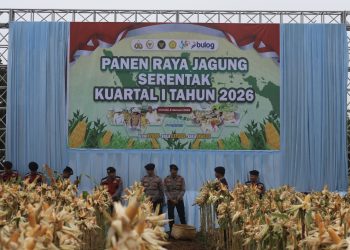 Panen Jagung Serentak Bawa Manfaat Nyata bagi Petani dan Warga