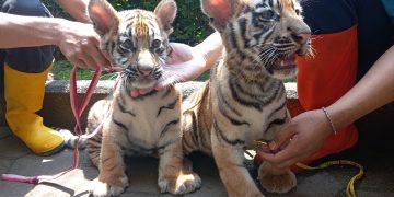 Dua Harimau Benggala Koleksi Kebun Binatang Mati, DPRD Kota Bandung Desak Evaluasi Menyeluruh