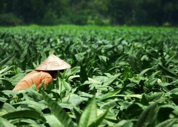 Aturan Nikotin Baru, Kementan Ingatkan Dampaknya ke Petani