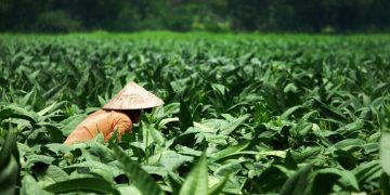 Aturan Nikotin Baru, Kementan Ingatkan Dampaknya ke Petani
