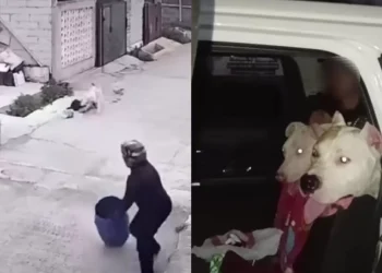 Bocah 9 Tahun Diserang Pitbull, Warga GCR Arjasari Desak Anjing Diamankan
