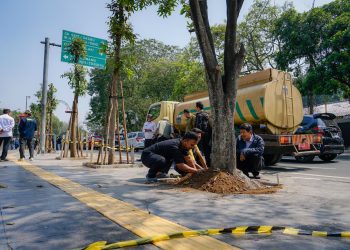 Usai Pohon Ditebang Tanpa Izin, 10 Mahoni Kembali Menghijaukan Jalan Riau Bandung