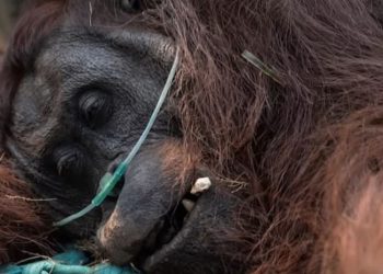 Orang Utan Sempurna Mati Diduga Terpapar Asap Karhutla, DPR Desak Kemenhut Bertindak