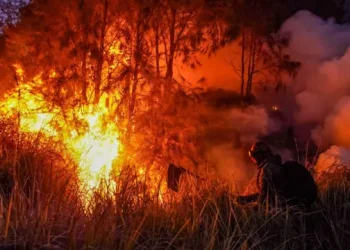 BNPB Ungkap Karhutla Masih Terjadi, 37 Hektare Lahan di Jatim dan Kaltara Terbakar