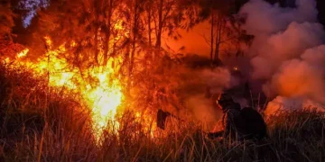 BNPB Ungkap Karhutla Masih Terjadi, 37 Hektare Lahan di Jatim dan Kaltara Terbakar