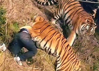 Pria Tewas Usai Masuk Kandang Harimau di Inggris