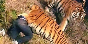 Pria Tewas Usai Masuk Kandang Harimau di Inggris